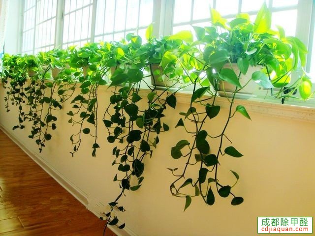 室内要这样养殖花草才能除甲醛、净空气